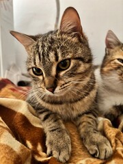 Fototapeta premium portrait of a cat