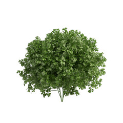 Obraz premium Lush green parsley plant vibrant foliage healthy herb garden greenery