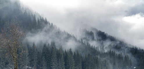 Winter mountain spruce forest landscape in fog. Winter misty afternoon in valley.
