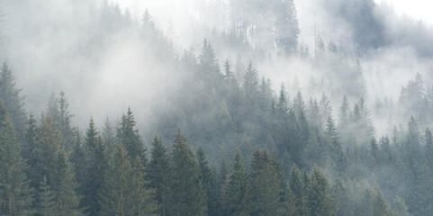 Winter mountain spruce forest landscape in fog. Winter misty afternoon in valley.