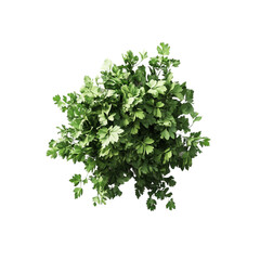 Lush green plant viewed from above vibrant and fresh