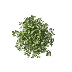 Lush Green Parsley Plant Aerial View Vibrant Nature