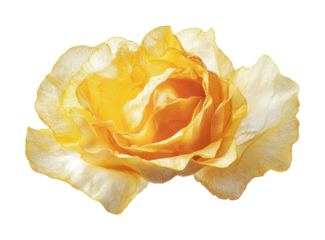 Beautiful yellow rose with delicate petals perfect for spring decoration or floral arrangement, cut out