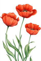 Naklejka premium Three vibrant red poppies with green stems and leaves on a white background.