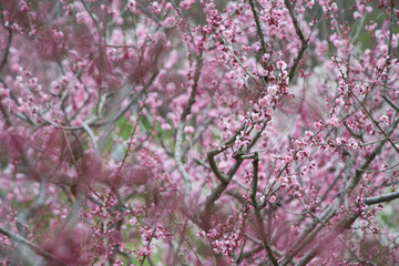 Obraz premium 春の満開の桜や梅の花びら