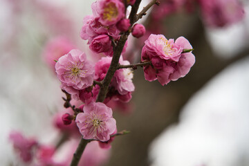 春の満開の桜や梅の花びら