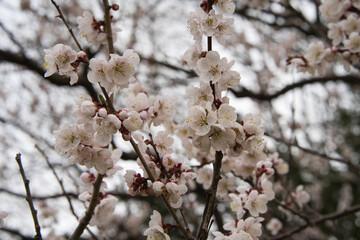 春の満開の桜や梅の花びら