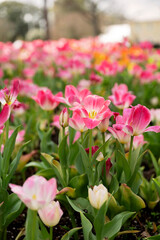 Pink and white tulips blooming in a vibrant spring garden