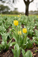 A vibrant yellow tulip blooming among green leaves in rich soil