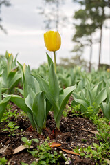 A bright yellow tulip blooming among green leaves in a garden