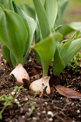 Sprouting tulip bulbs with green leaves emerging from rich soil