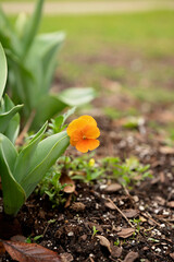 A delicate orange flower blooming among green leaves in a garden