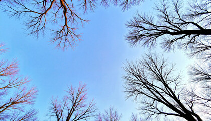 Obraz premium Bare winter branches silhouetted against blue sky, seasonal transition