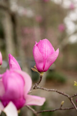 Close-up of a pink magnolia flower blooming on a branch in spring