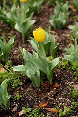 A vibrant yellow tulip blooming among green leaves in rich soil