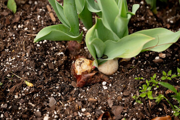 Sprouting tulip bulbs with green leaves emerging from rich soil