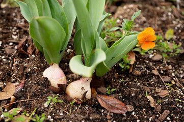 Sprouting tulip bulbs with green leaves in rich garden soil