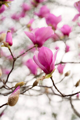 Pink magnolia blossoms blooming on branches with a soft background