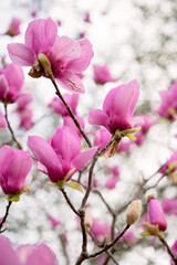 Pink magnolia blossoms blooming on branches with a soft background