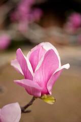 Close-up of a pink magnolia flower blooming on a branch with soft focus