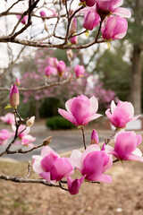  Pink magnolia blossoms blooming on branches with a soft background