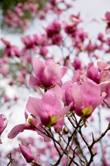 Close-up of pink magnolia blossoms in full bloom against a soft sky