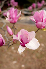 Close-up of pink magnolia blossoms in full bloom against a soft sky