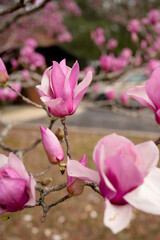 Close-up of pink magnolia blossoms in full bloom against a soft sky