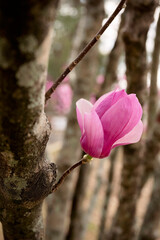Close-up of a pink magnolia flower blooming against tree bark in Daphne, Alabama