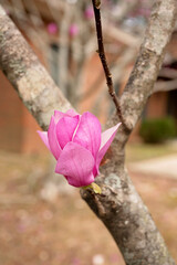  Close-up of a pink magnolia flower blooming on a tree in Daphne, Alabama