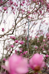 Blue beaded necklace hanging on a magnolia tree in Daphne, Alabama