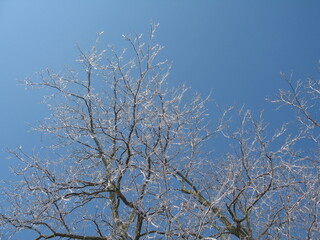 ice storm
