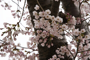 春の満開の桜や梅の花びら