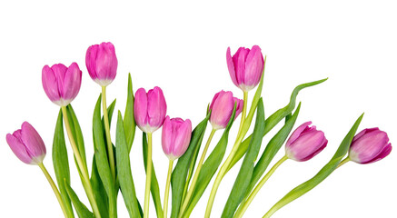 Tulip flower isolated on white, transparent. Pink color fresh flowers. Mother day gift. Spring, women day 