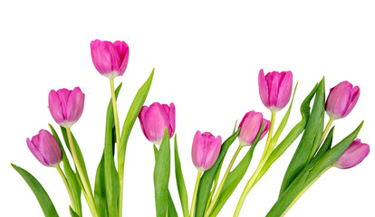 Tulip flower isolated on white, transparent. Pink color fresh flowers. Mother day gift. Spring, women day 