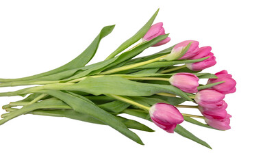 Tulip flower isolated on white, transparent. Pink color fresh flowers. Mother day gift. Spring, women day  © Rawf8