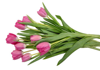 Obraz premium Tulip flower isolated on white, transparent. Pink color fresh flowers. Mother day gift. Spring, women day 