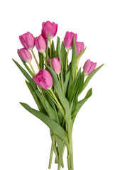 Tulip flower isolated on white, transparent. Pink color fresh flowers. Mother day gift. Spring, women day 