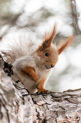 A little red squirrel peeks out from behind the trunk of a pine tree, sitting on a branch, and looks directly at the camera, one paw pressed to his chest.