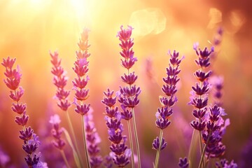 Obraz premium Lavender Field Sunset Glow - Vibrant lavender flowers bathed in the warm golden light of a setting sun. Serene and peaceful nature scene