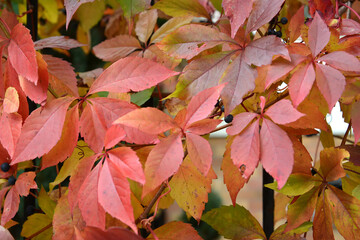 Maiden grapes five-leafed (Parthenocissus quinquefolia (L.) Planch.). Fall
