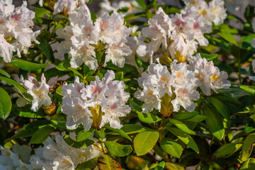 white rhododendron flowers in full bloom with green foliage.