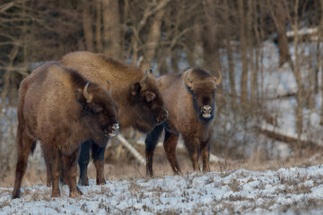 Bison in the wild