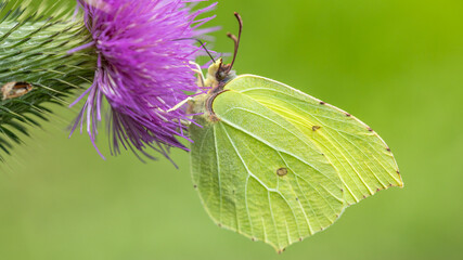 Latolistek cytrynek Gonepteryx rhamni