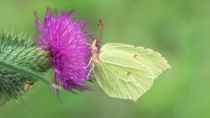 Latolistek cytrynek Gonepteryx rhamni