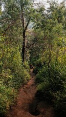 path in the forest