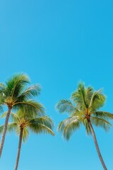 Two palm trees are standing tall in the blue sky. The sky is clear and bright, and the palm trees are lush and green. Concept of relaxation and tranquility, as if one were on a tropical vacation