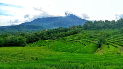 Obraz premium rice terraces