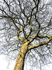 Silhouette of a natural beech tree. Beech tree on transparent background