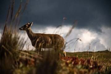 A white tailed deer in the paramo of Antisana, in the Ecuadorian Andes. 